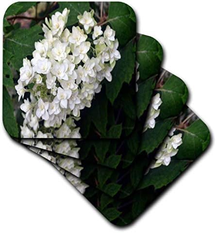 3dRose CST_22548_2 Meşe Yapraklı Ortanca Beyaz Çiçekli Çalı Yumuşak Bardak Altlığı, 8'li Set