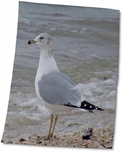 3dRose Florene Kuşları - Sadece Poz Veriyor-Havlular (twl-7355-1)