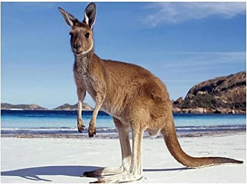 YSCOLOR DIY 5D Elmas Boyama Kitleri Kanguru Yetişkinler Genç Tam Yuvarlak Matkap Taklidi Nakış Mozaik Resimleri Zanaat