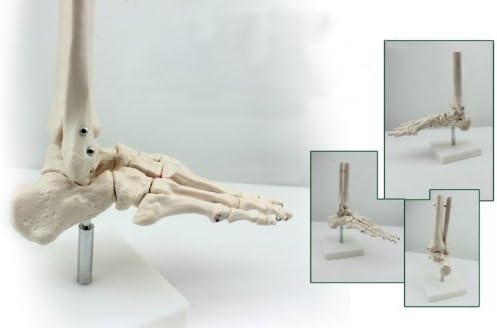 Doktor.Kraliyet İnsan 1: 1 Boyutu Ayak Eklem Kemik Simülasyon Modeli Tıbbi Anatomi